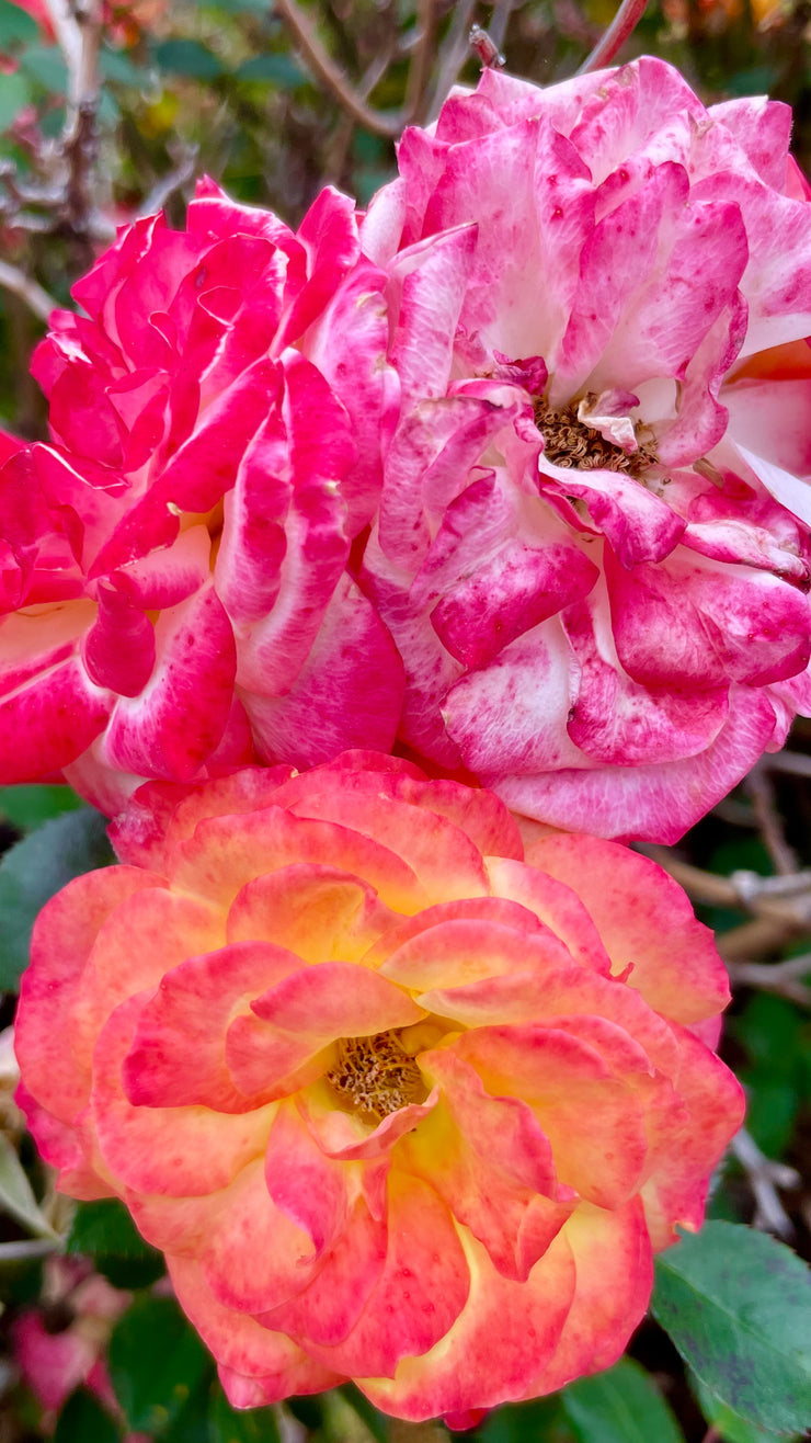 DESERT BLOOM